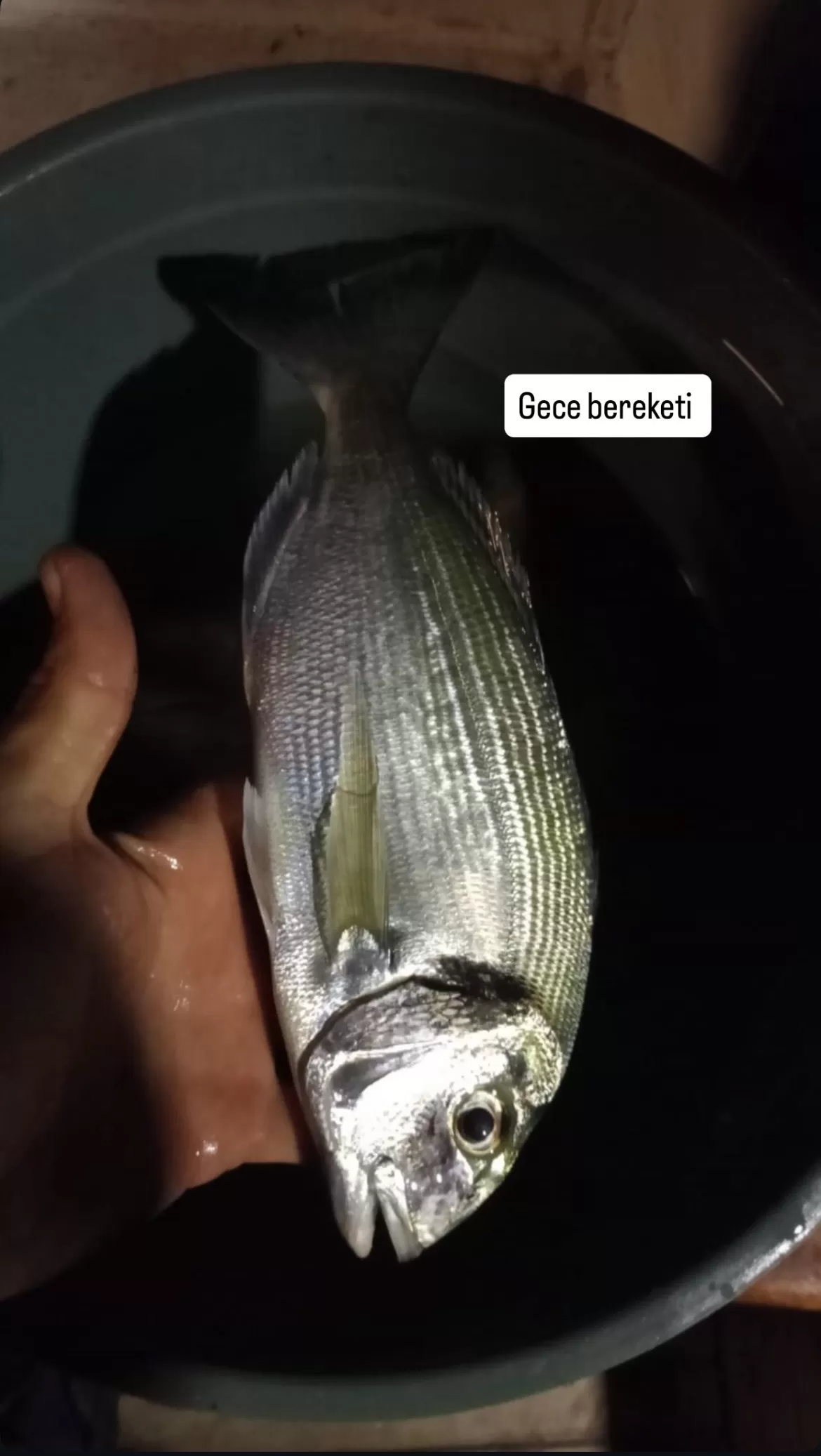 Aydın Kuşadası Balık Av Turları(Gece Suyu), Grup ya da Bireysel Turlar