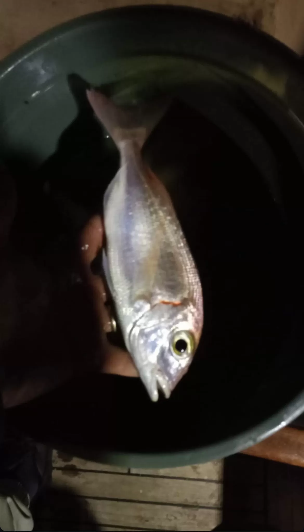 Aydın Kuşadası Balık Av Turları(Gece Suyu), Grup ya da Bireysel Turlar