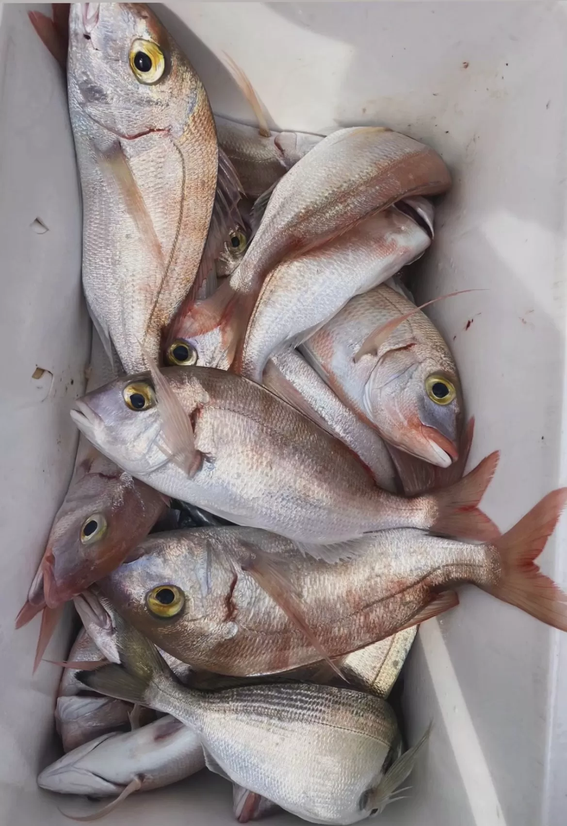 Aydın Kuşadası Balık Av Turları(Gece Suyu), Grup ya da Bireysel Turlar