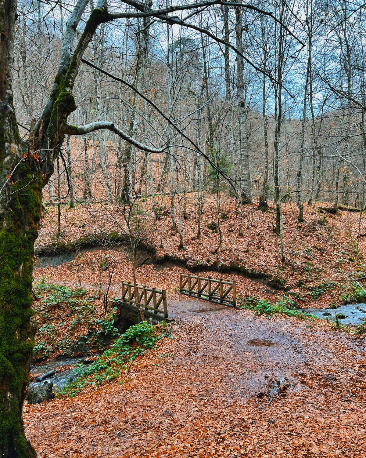 Batı Karadeniz Turu Şile Ağva ve Abant Yedigöller Turu