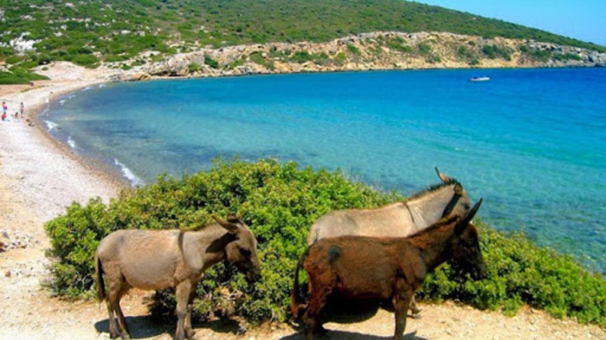 Eşek Adası