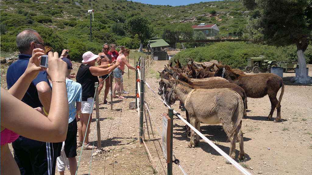 Eşek Adası