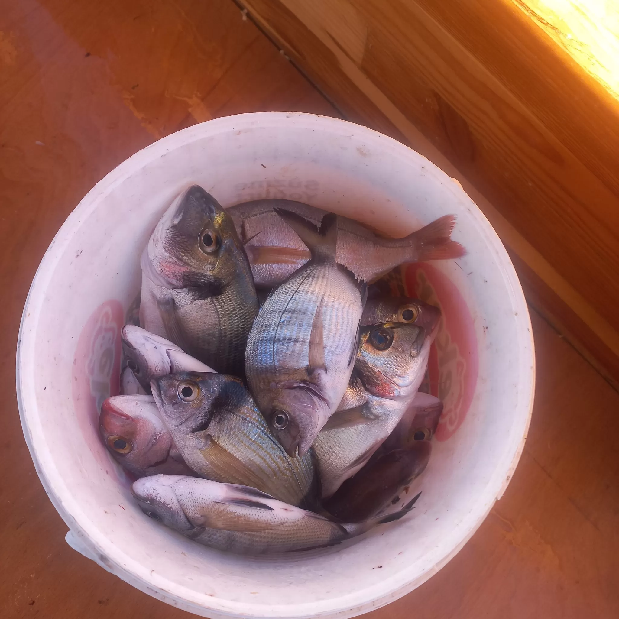 Özdere Sabah Balık Avı, Sabah Suyu 