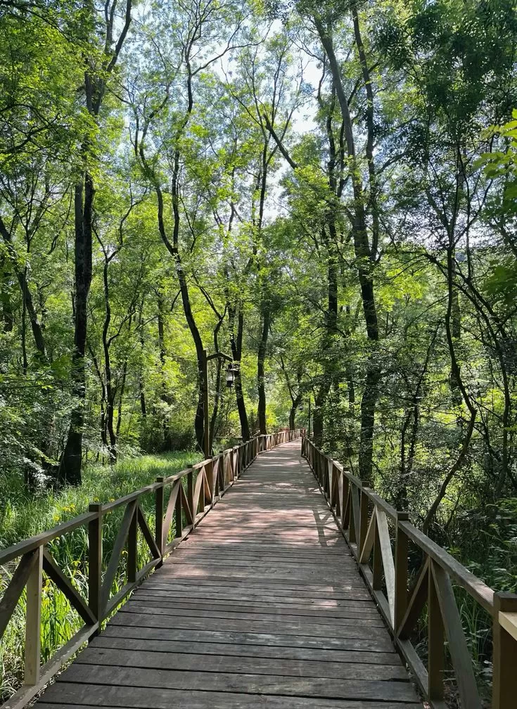 Kurban Bayramı Günübirlik Ormanya Maşukiye Sapanca Turu