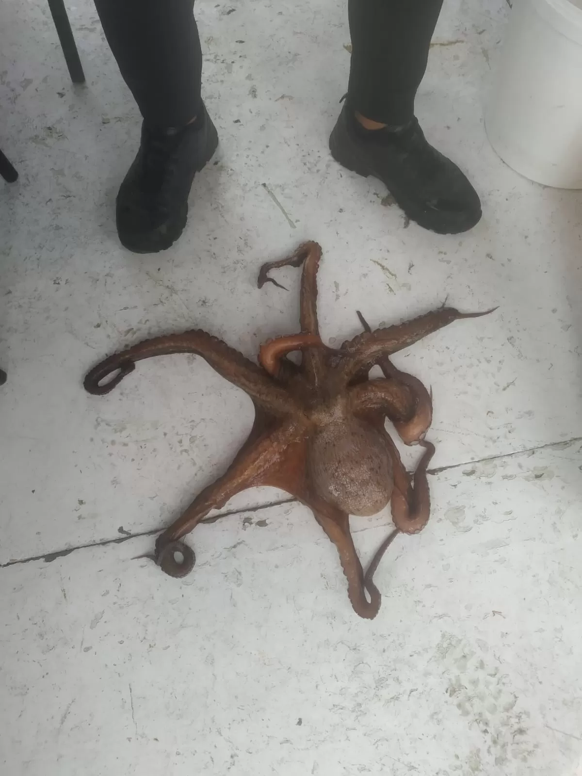 İzmir Gümüldür Balık Turları (Akşam Suyu)