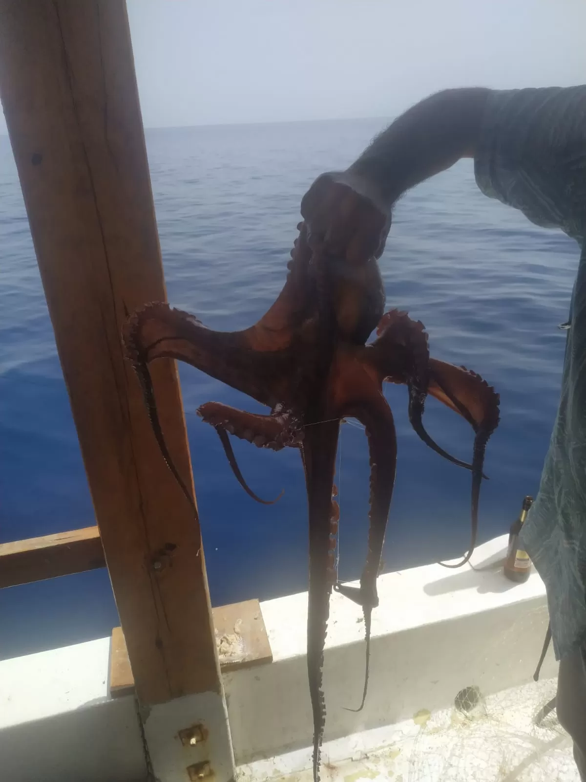 İzmir Gümüldür Balık Turları (Akşam Suyu)