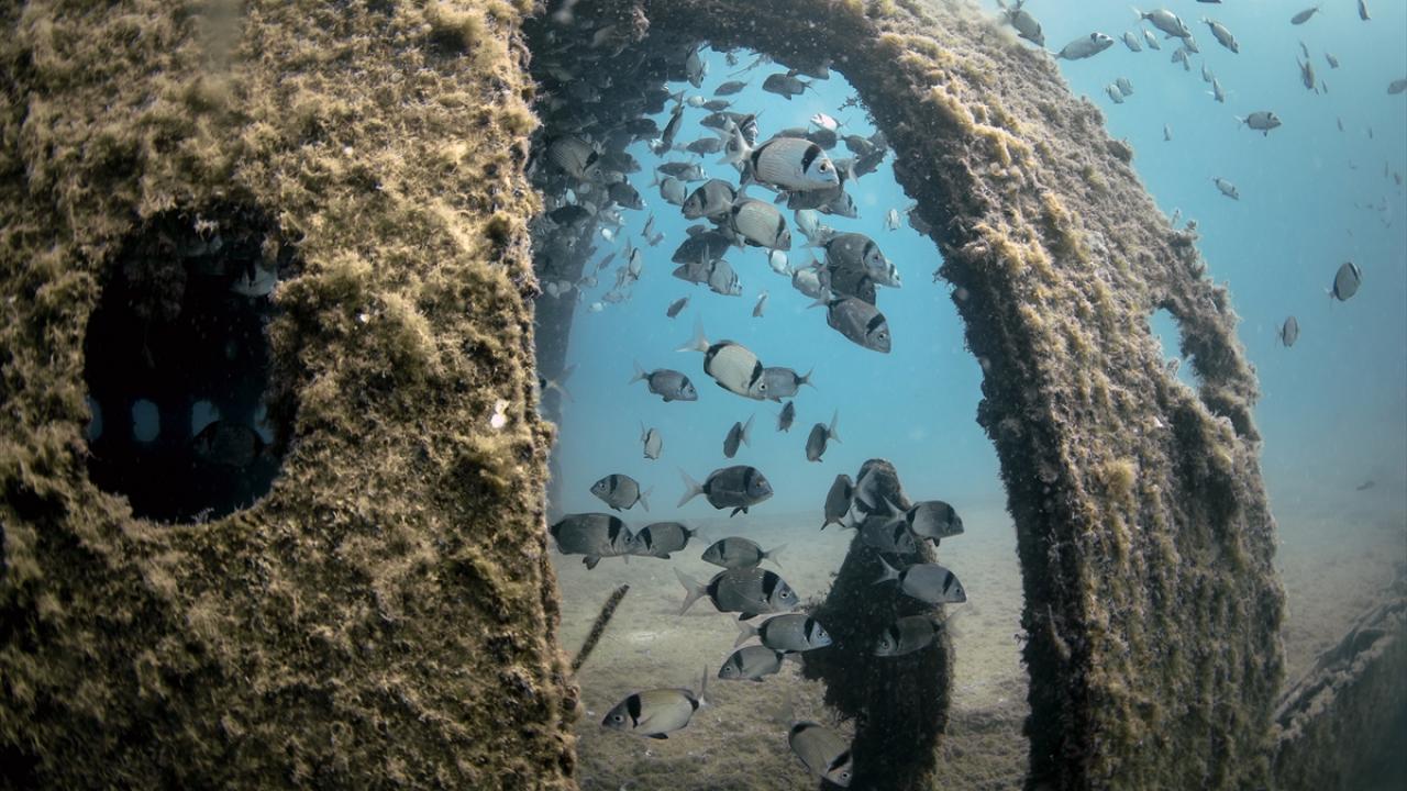 Kuşadası Dalış Etkinliği