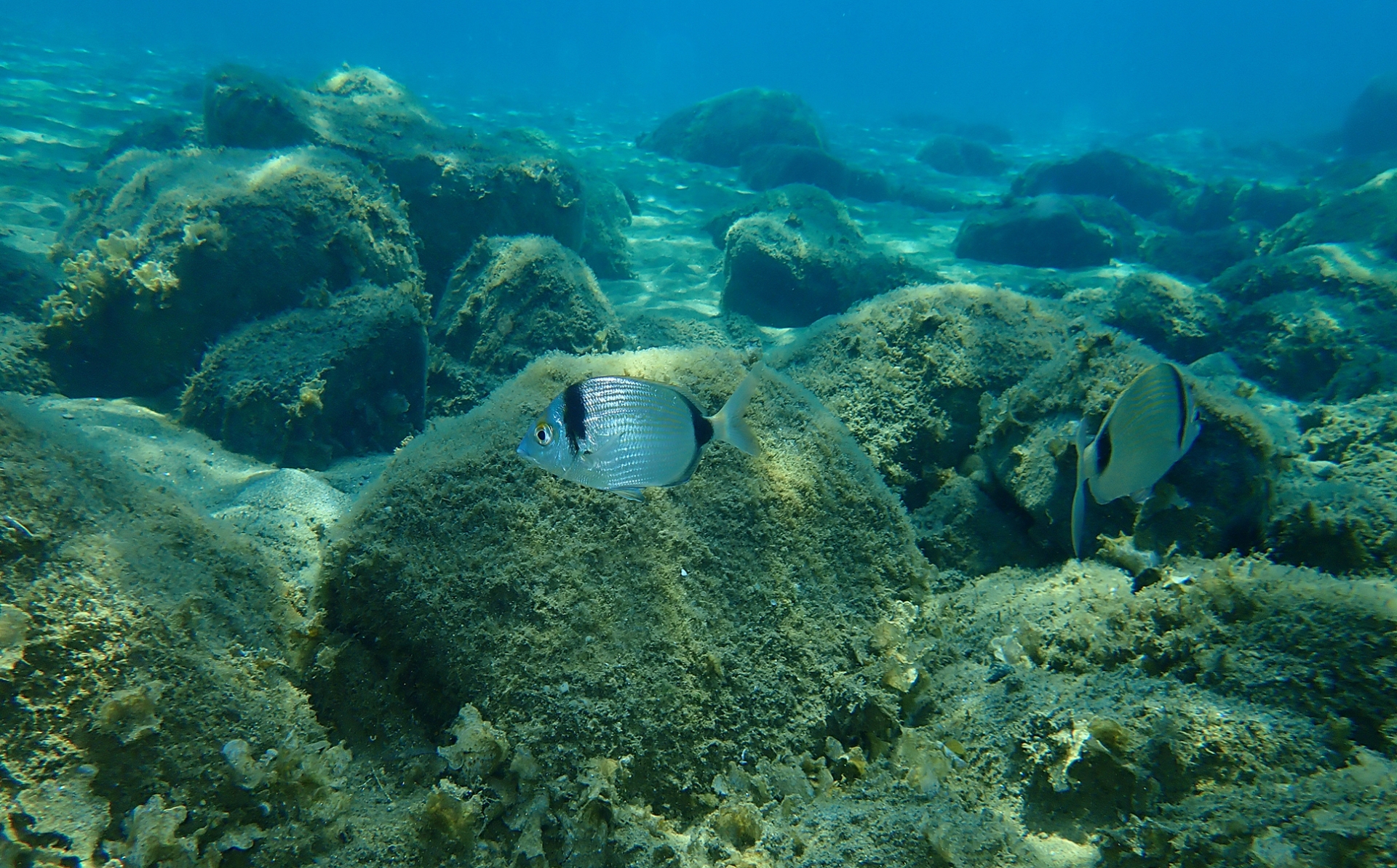 Kuşadası Dalış Etkinliği