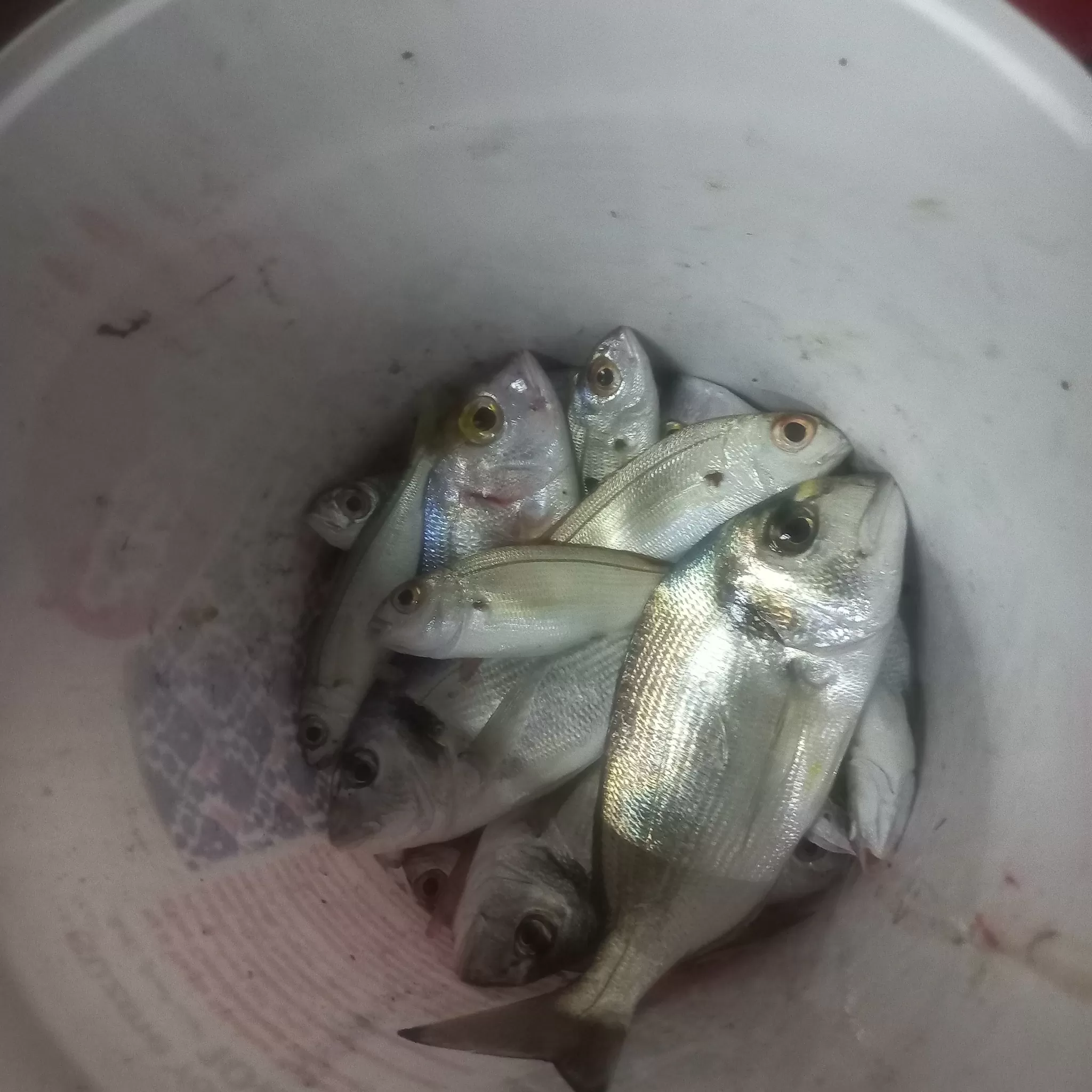 Özdere Balık Av Turu, Gece Suyu