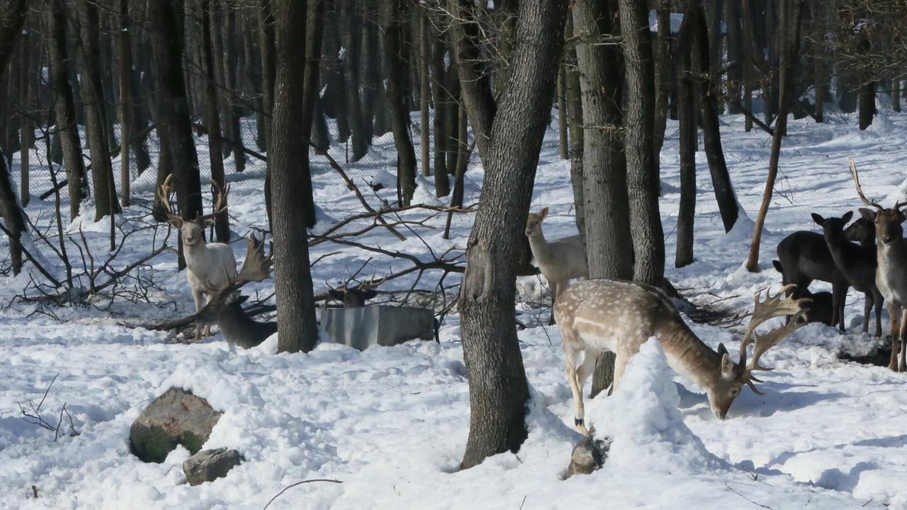 Yılbaşı Abant Kartepe Ve Uludağ Turu - Kar Keyfi- Gala Dahil